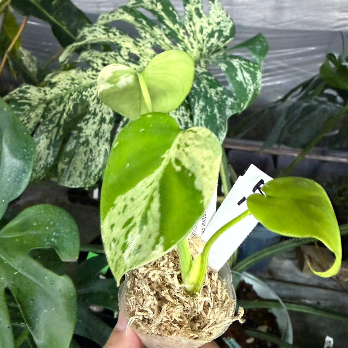 【選抜/コレクション】モンステラ・デリシオーサ 'ベトシオーサ'2号サイズ