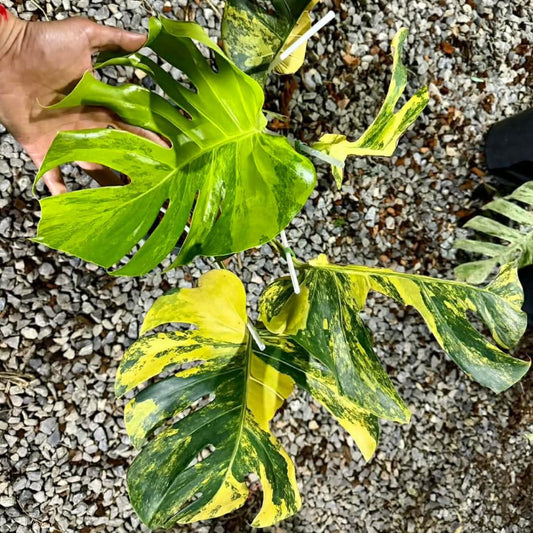 【Live販売】 59番　モンステラ・デリシオーサ 'オレンジパンプキン'