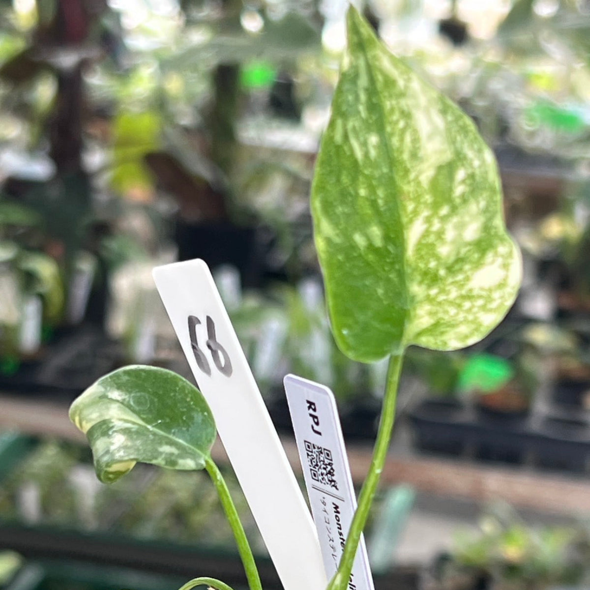 【シロウト園芸選抜株2号サイズ】モンステラ・デリシオーサ　'タイコンステレーション'