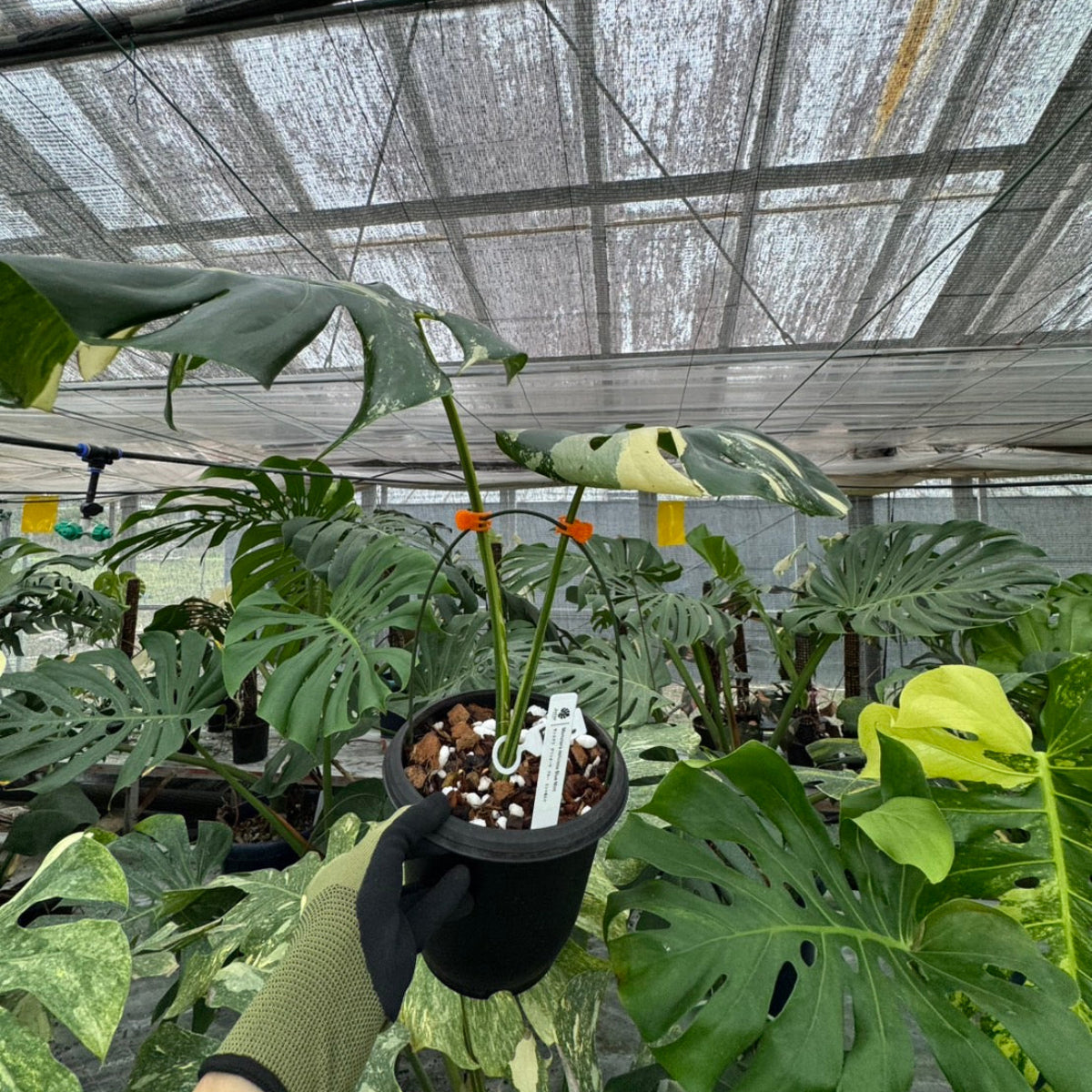 日本初?/激レア】モンステラ デリシオーサ 'ブルーミント' – RARE