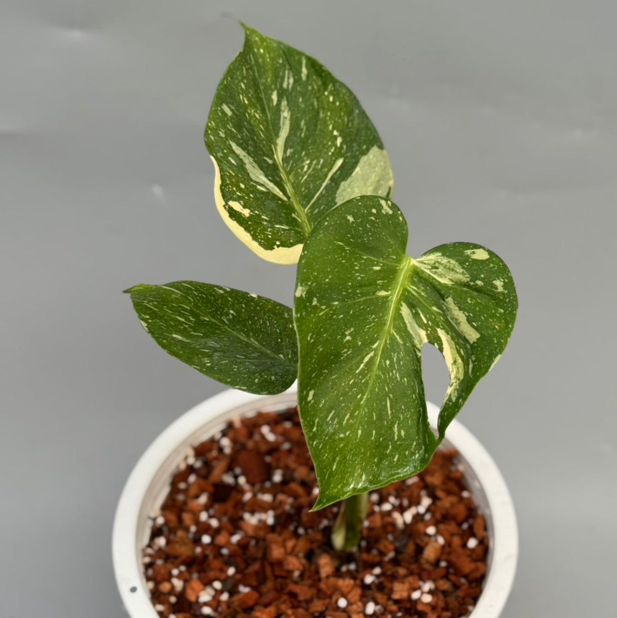 予約販売6-384】モンステラ デリシオーサ 'メデューサ' – RARE PLANTS