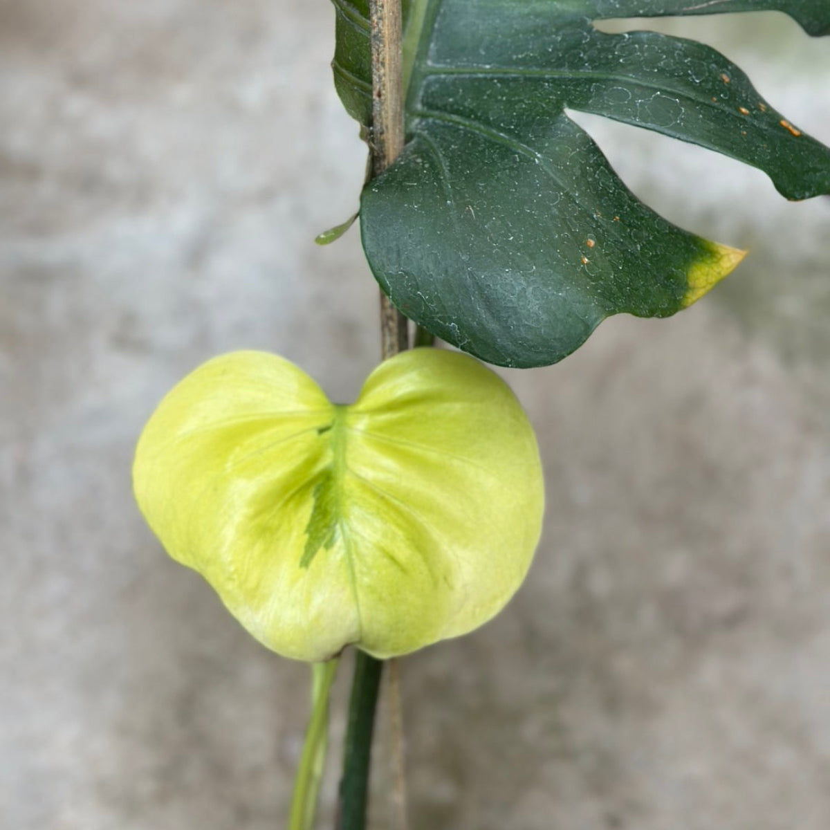 【Live販売】 73番　モンステラ・デリシオーサ 'グリーンマッチャ'