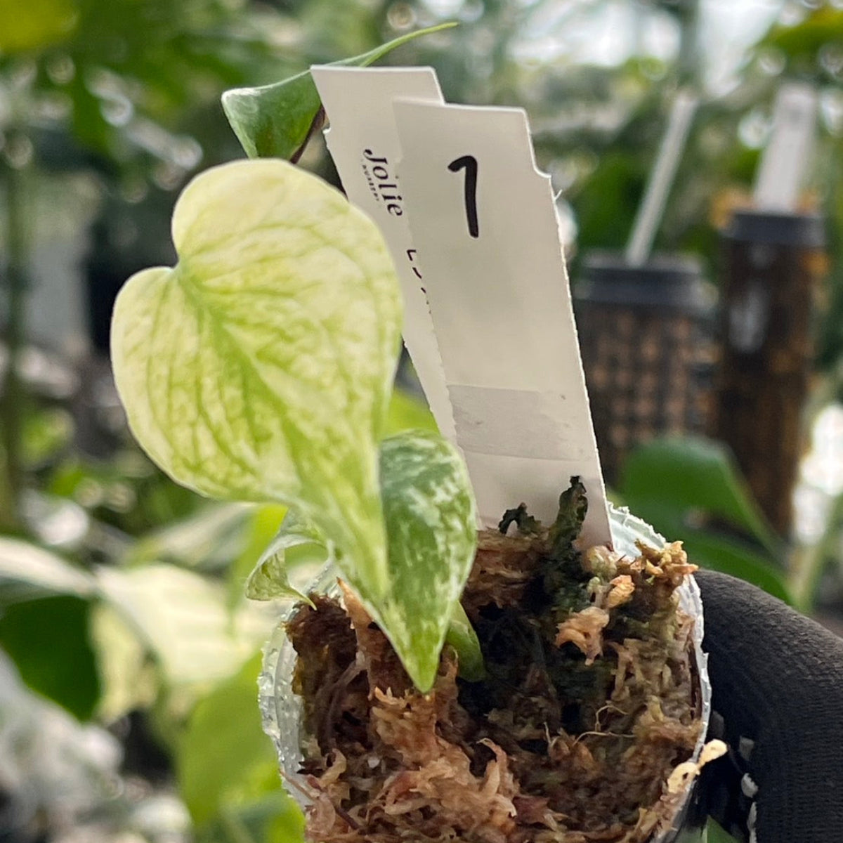 【限定2株/シロウト園芸選抜】モンステラ デリシオーサ  'ミント 斑入り'2号