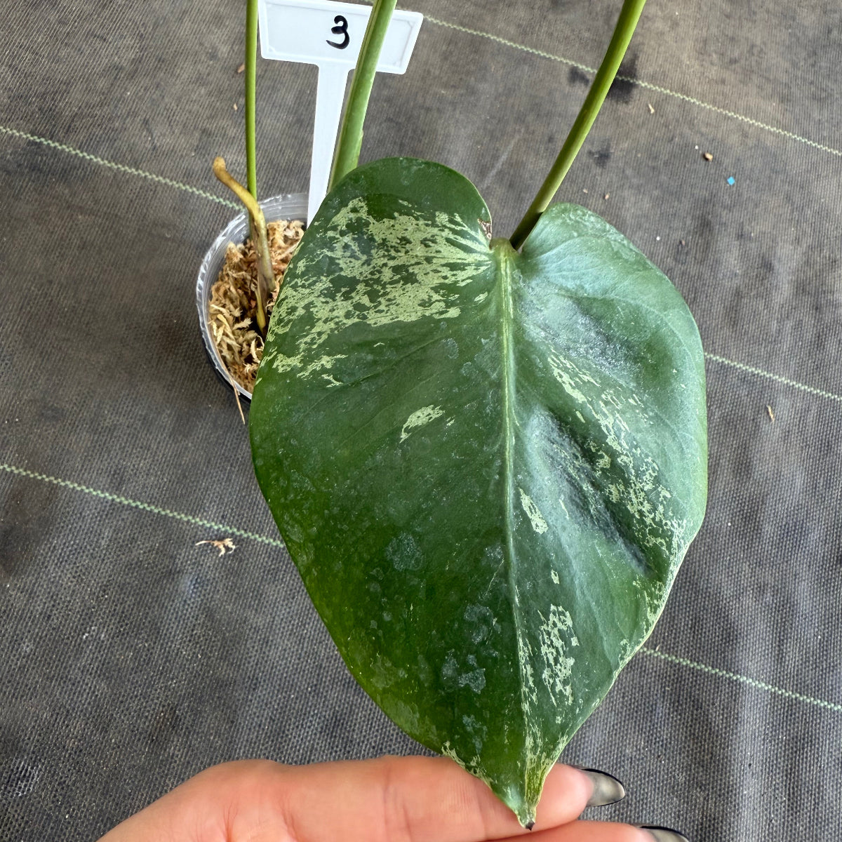 【ウィンターセール】モンステラ・デリシオーサ 'ベトシオーサ'