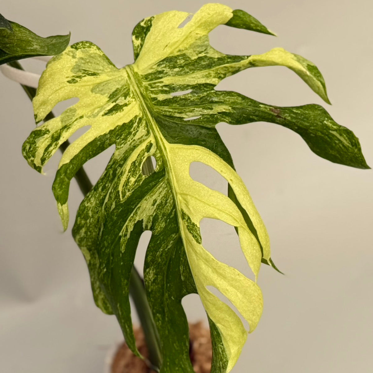 【タイナーセリー直売】 024番　モンステラ・デリシオーサ 'オーシャン　ミューテーション'【送料着払い】