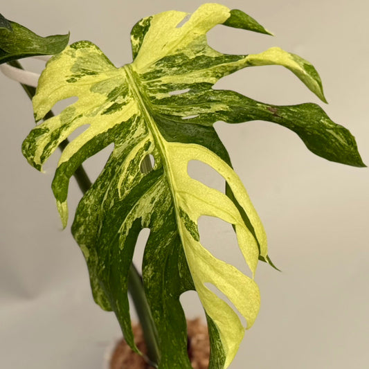 【タイナーセリー直売】 024番　モンステラ・デリシオーサ 'オーシャン　ミューテーション'【送料着払い】