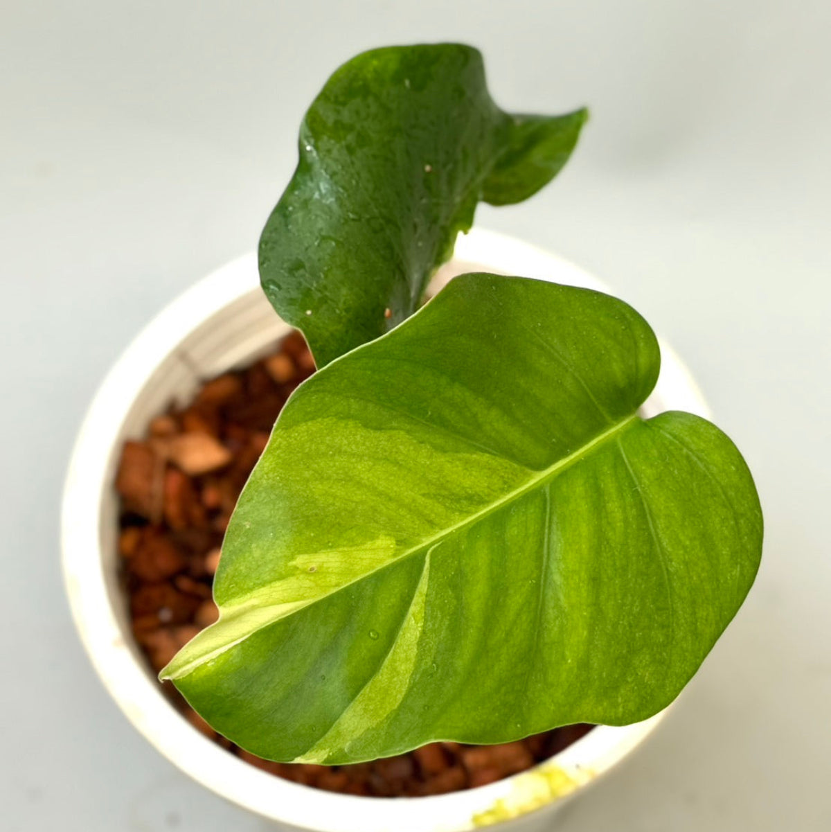 観葉植物 – RARE PLANTS JAPAN (レアプランツジャパン)