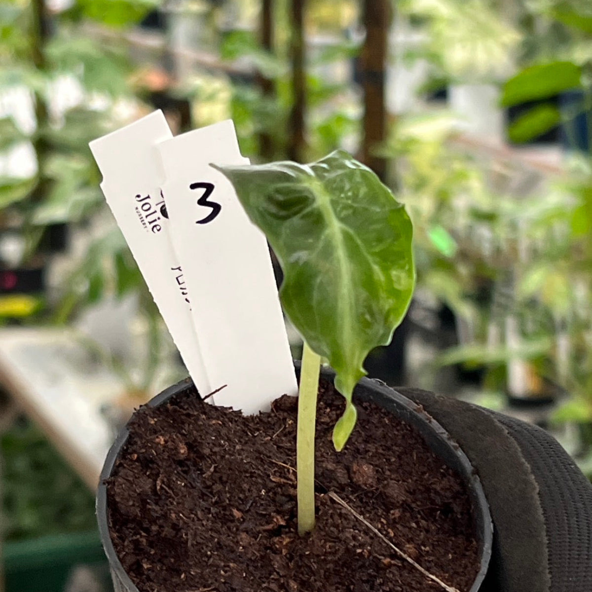 葦*様 アロカシア ベノム　ヴェノム Alocasia 'Venom' / アロカシア・ヴェノム④ | 観葉植物