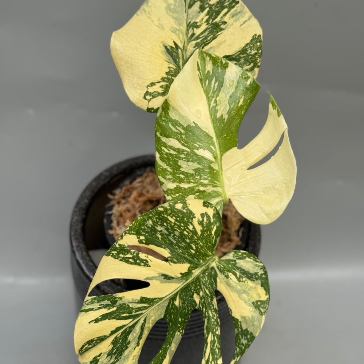 モンステラ Monstera – Page 2 – RARE PLANTS JAPAN (レアプランツ