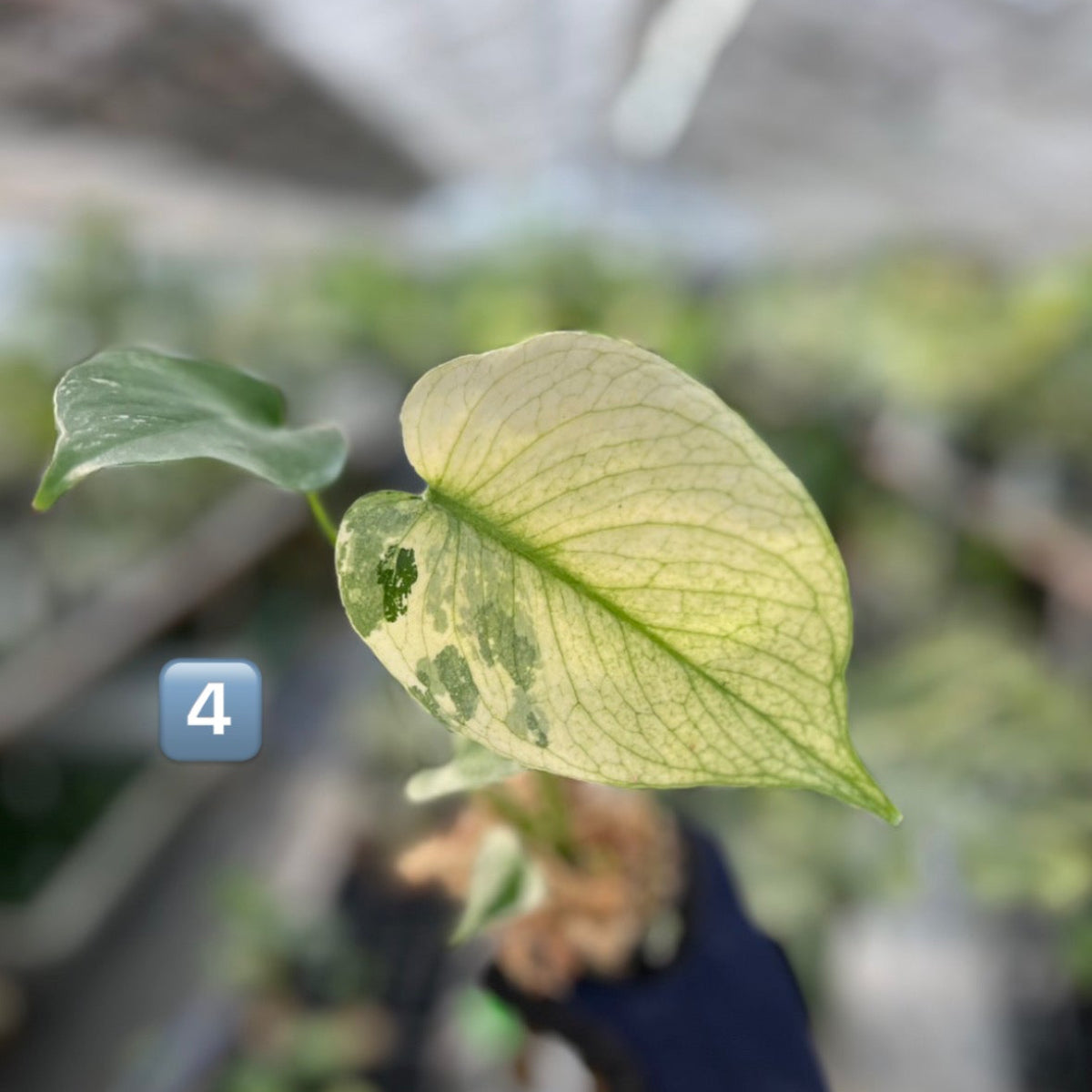 【選択可能】【コレクション】モンステラ　デリシオーサ 'ミント トリカラー' 3号サイズ