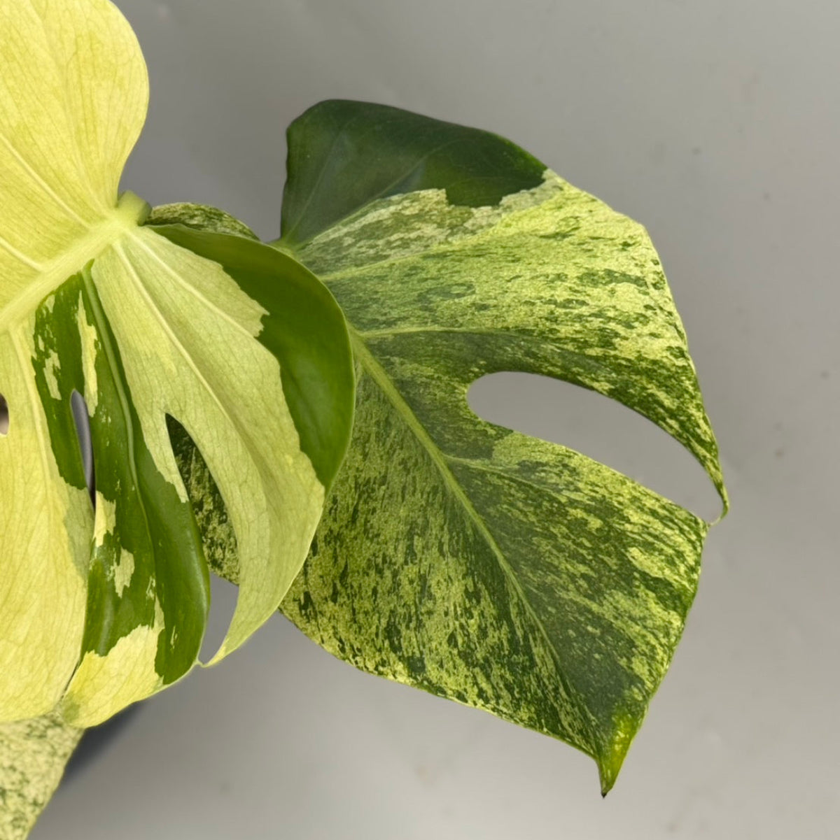 全植物一覧 – Page 4 – RARE PLANTS JAPAN (レアプランツジャパン)