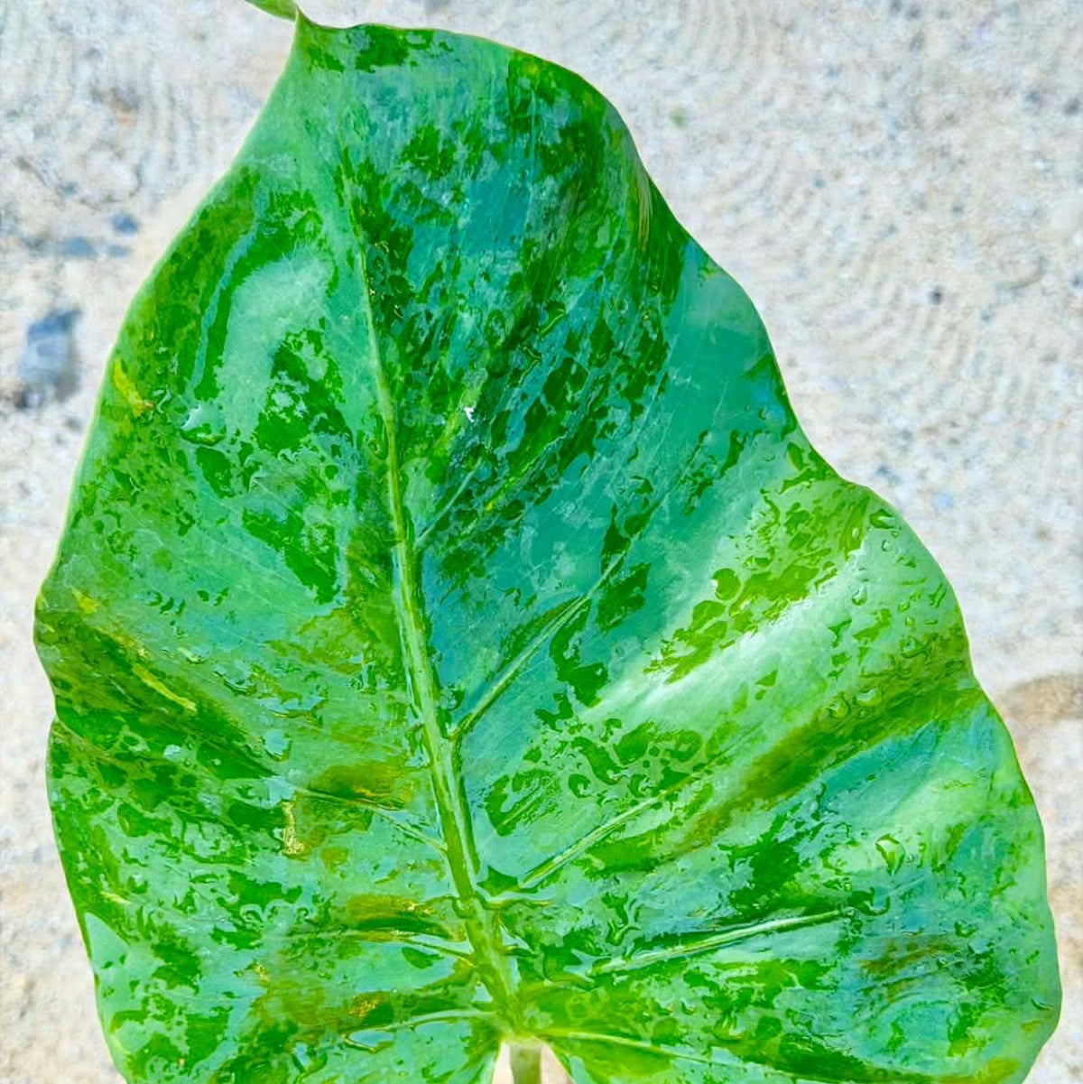 Live販売】 68番 モンステラ・デリシオーサ NOID『013』 – RARE PLANTS