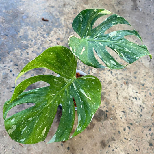 【Live販売】 31番　モンステラ・デリシオーサ 'メデューサ'