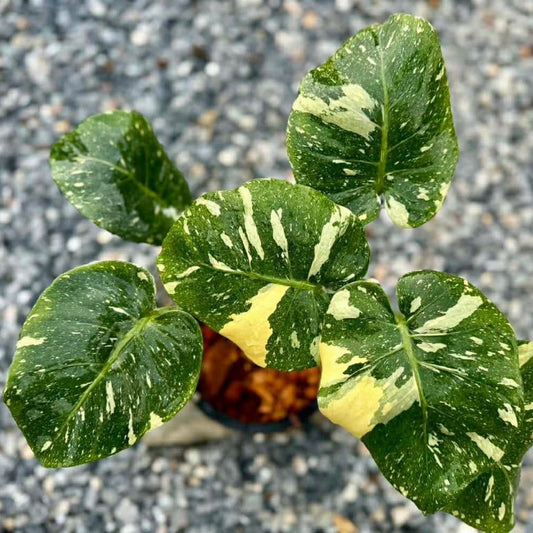 【Live販売】 69番　モンステラ・デリシオーサ 'アンブレラ'002