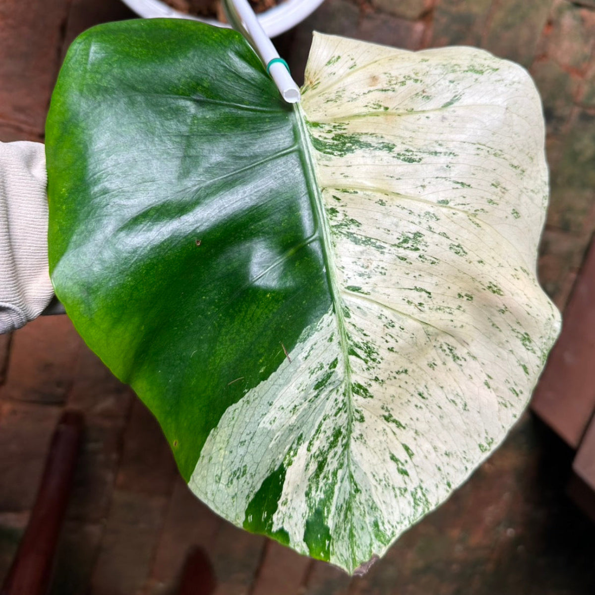 【Live販売】 76番　モンステラ・デリシオーサ 'ホワイトティア'