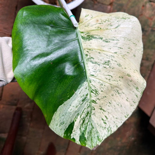 【Live販売】 76番　モンステラ・デリシオーサ 'ホワイトティア'