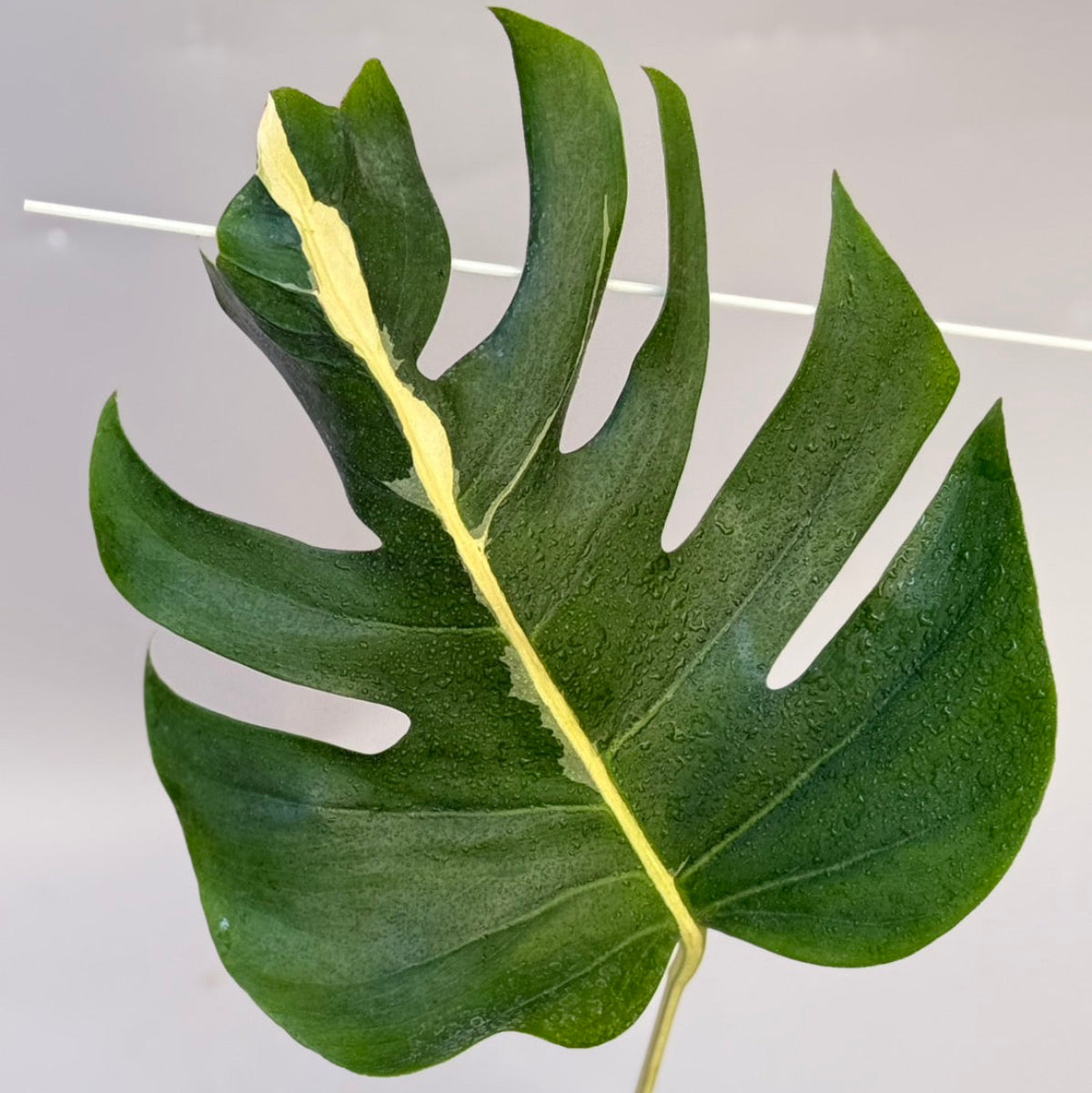 【タイナーセリー直売】 016番　モンステラ・デリシオーサ 'ホワイトラヴァ' 【送料着払い】