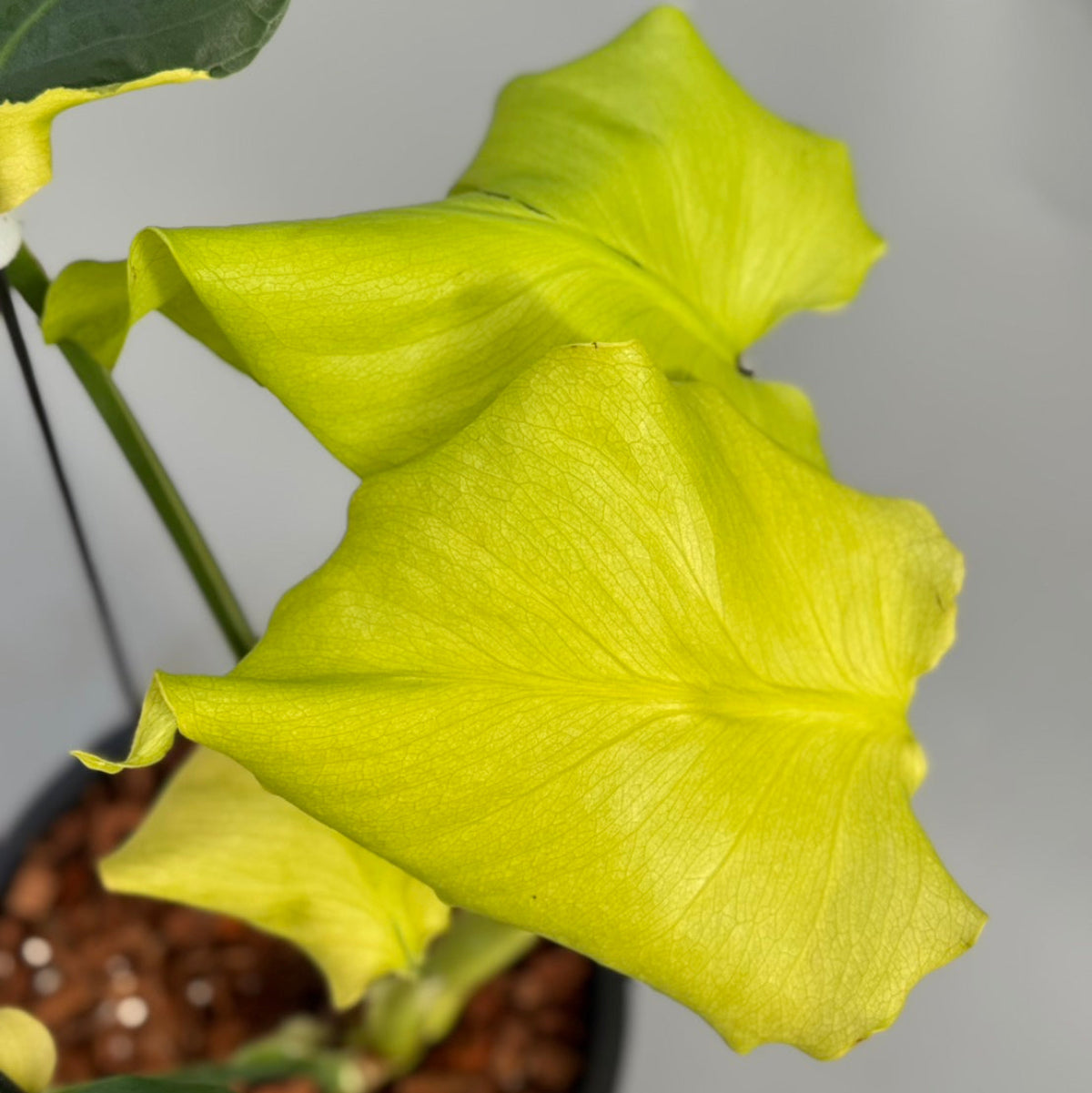 セール【予約販売6-334】モンステラ  デリシオーサ 'NOID' from TC【国内送料着払い】