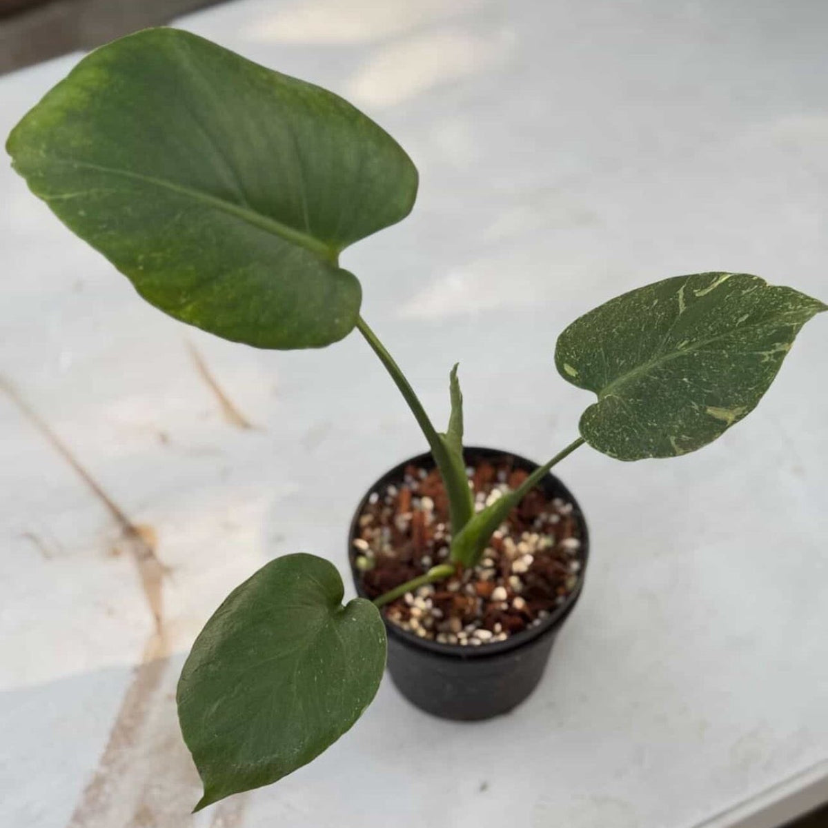 【Live販売】 9番　モンステラ・デリシオーサ　'サンダーボルト'