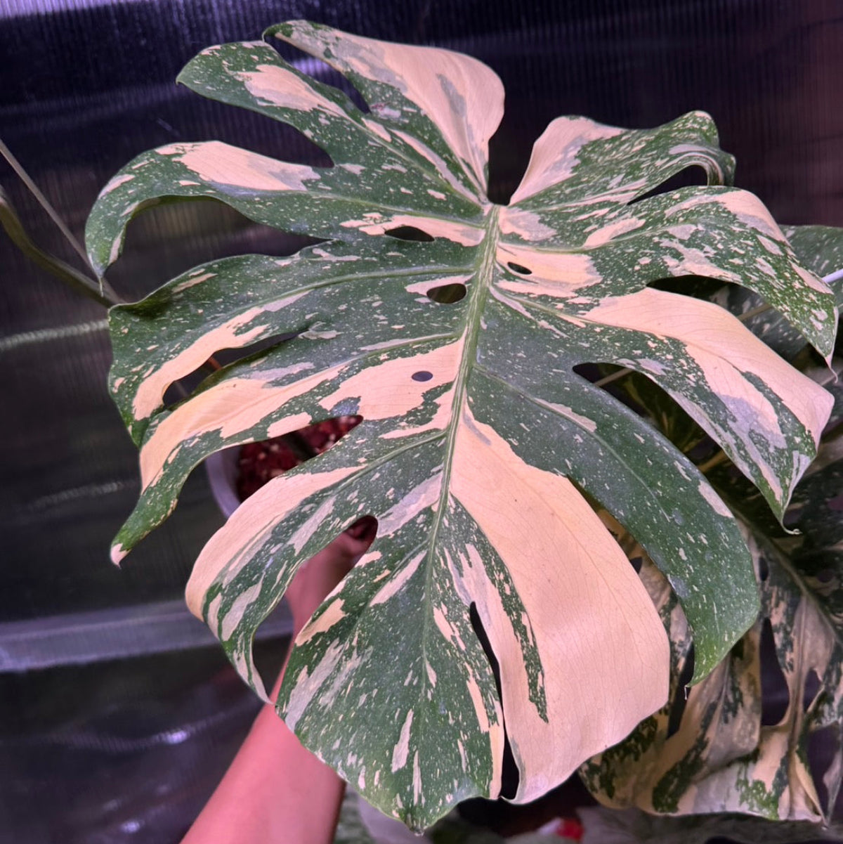 【Live販売】4番　モンステラ・デリシオーサ　'イエロースター'