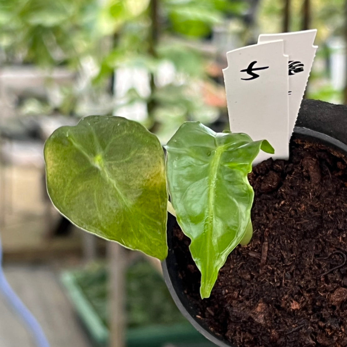 希少】アロカシア 'ベノム(ヴェノム)' 順化済み – RARE PLANTS