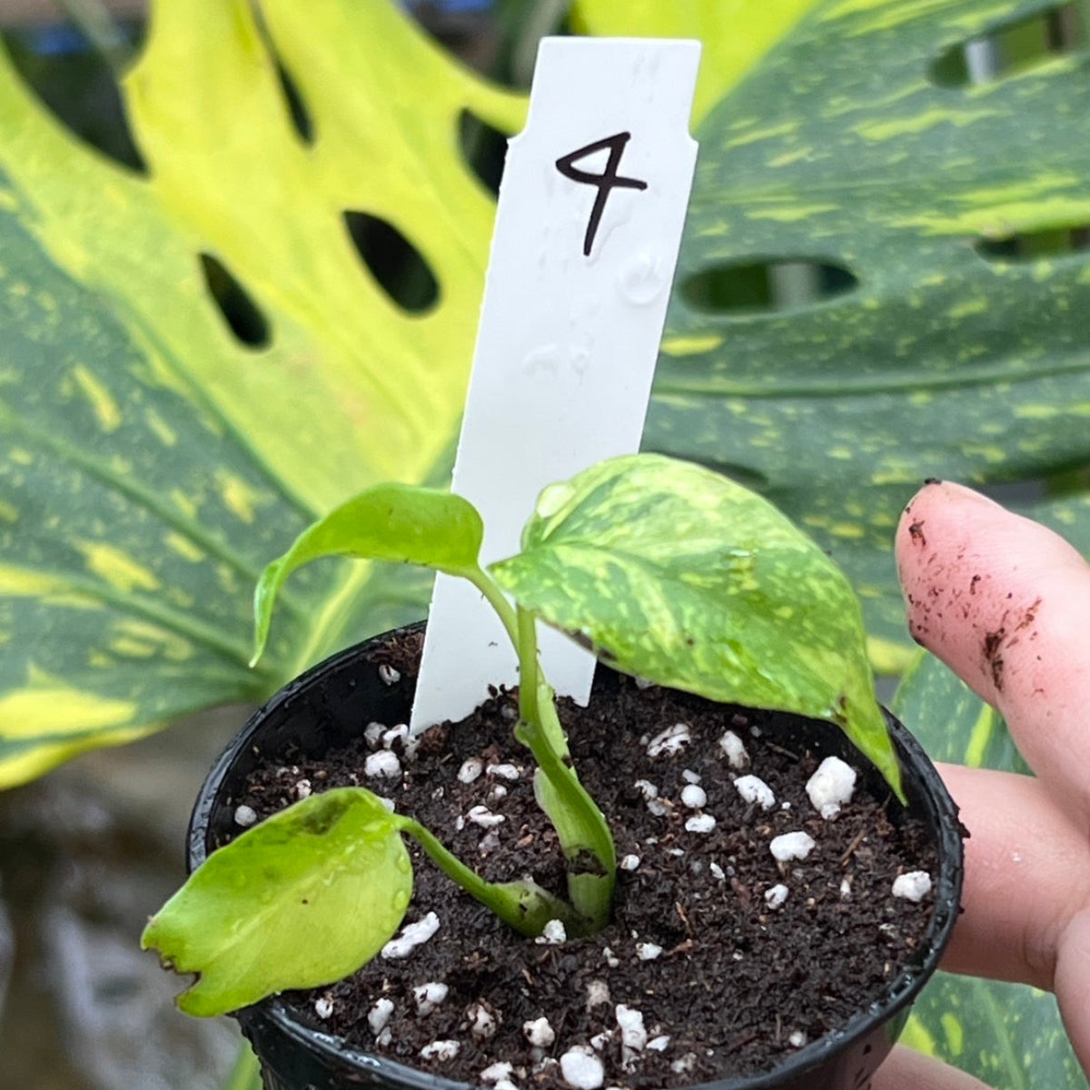 数量限定】モンステラ デリシオーサ 'エレクトロライト' TC順化済み