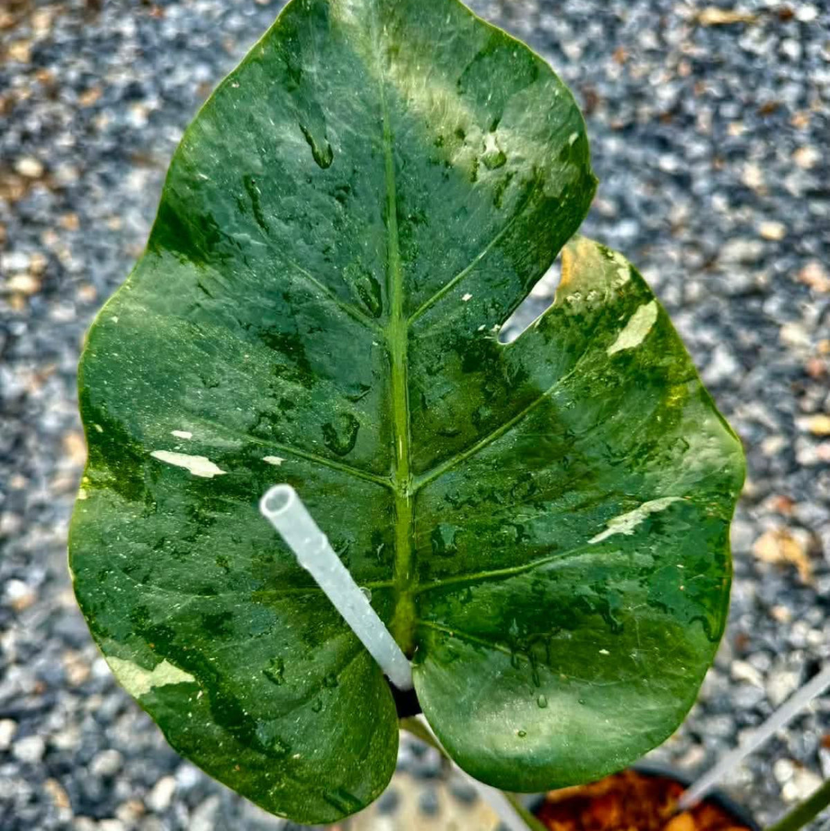 【Live販売】 50番　モンステラ・デリシオーサ NOID『008』