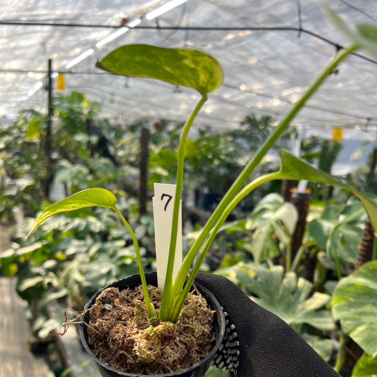 【選抜株】モンステラ・デリシオーサ 'イエローマリリン' 3号