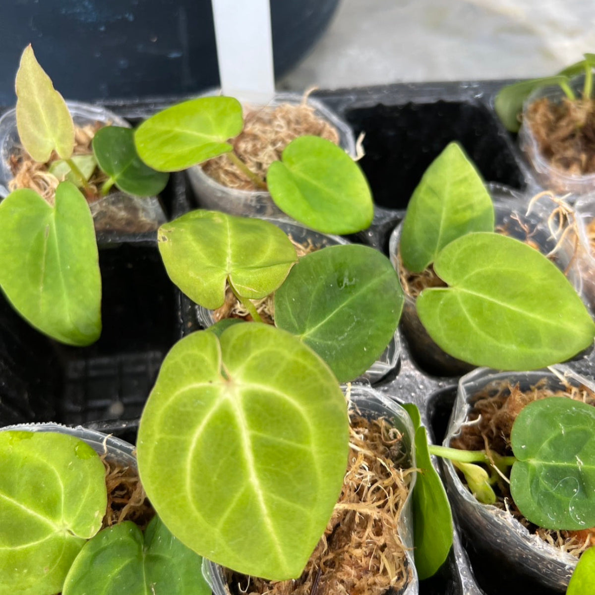 アンスリウム Anthurium papillilaminum ‘Guna Yala’