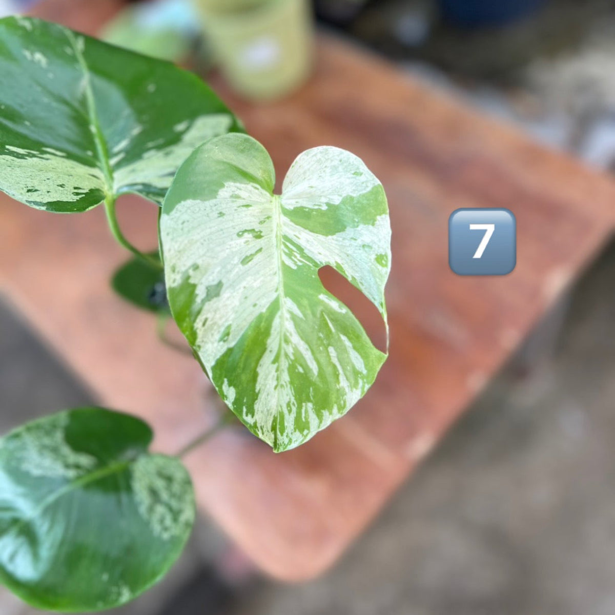 【ウィンターセール】モンステラ・デリシオーサ 'ベトシオーサ'