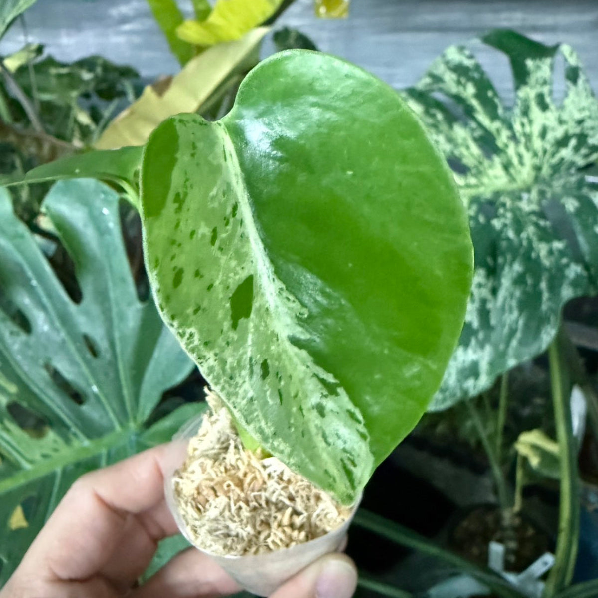 選抜/コレクション】モンステラ・デリシオーサ 'ベトシオーサ'2号