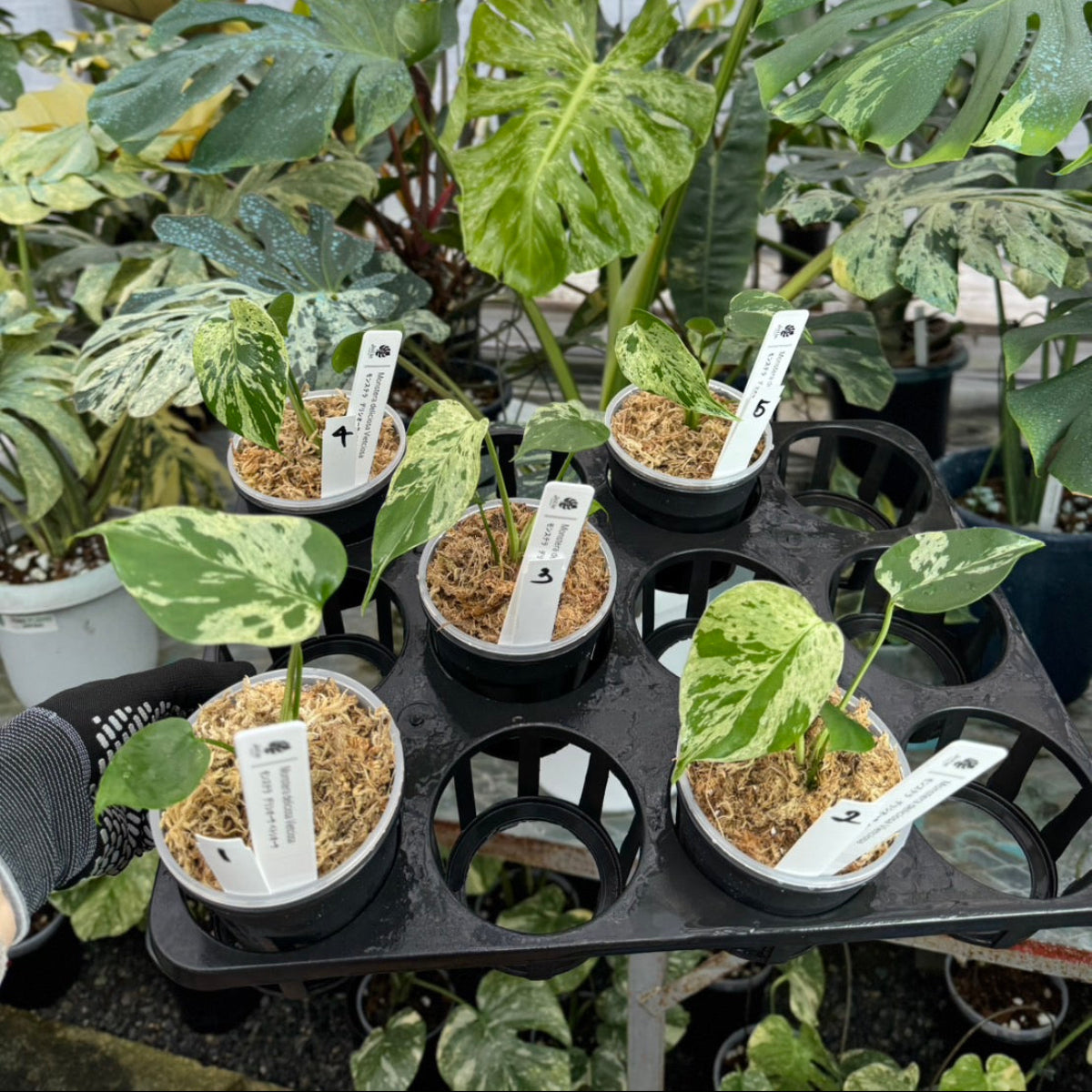 希少/コレクション】モンステラ・デリシオーサ 'ベトシオーサ' TC苗順