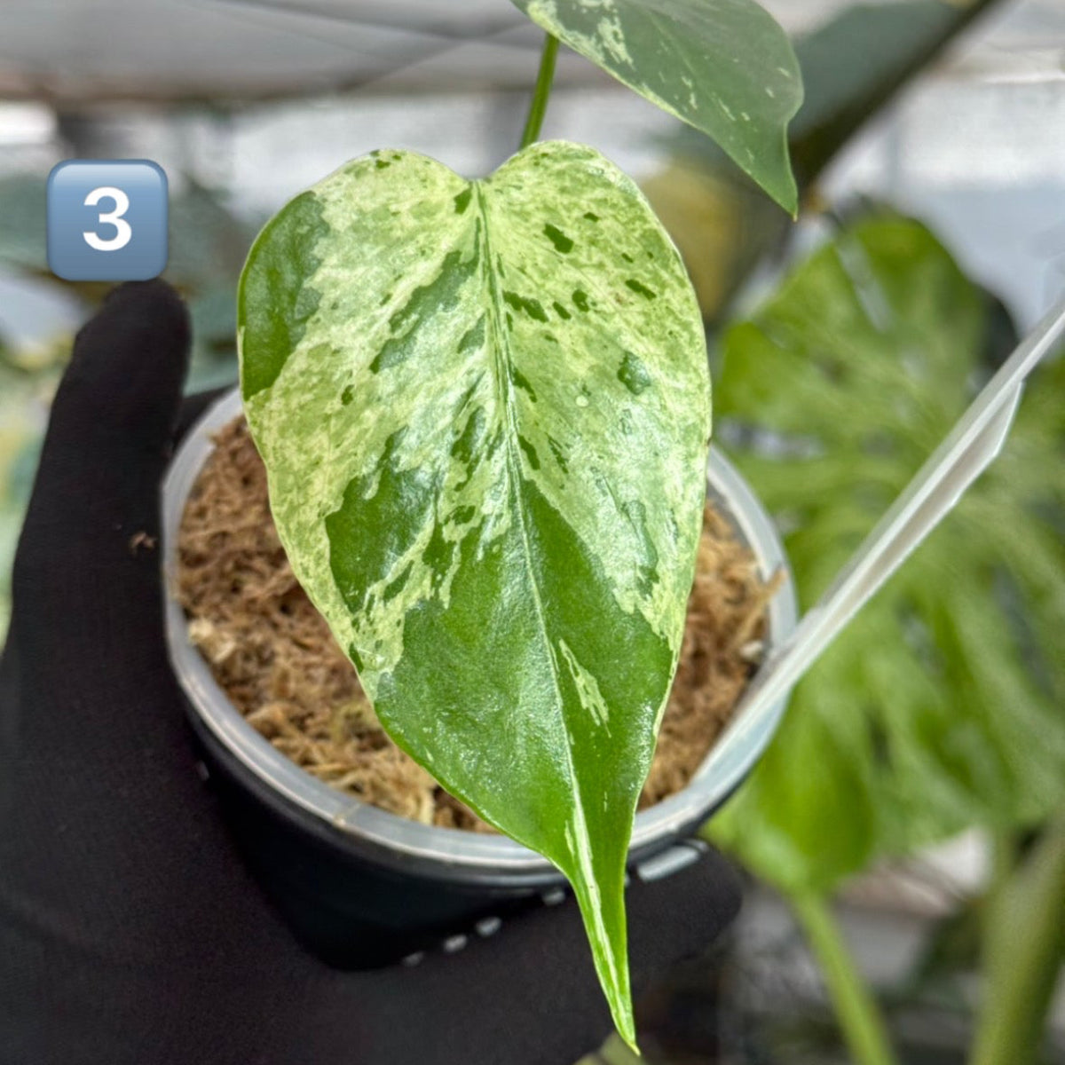 【希少/コレクション】モンステラ・デリシオーサ 'ベトシオーサ' TC苗順化済み