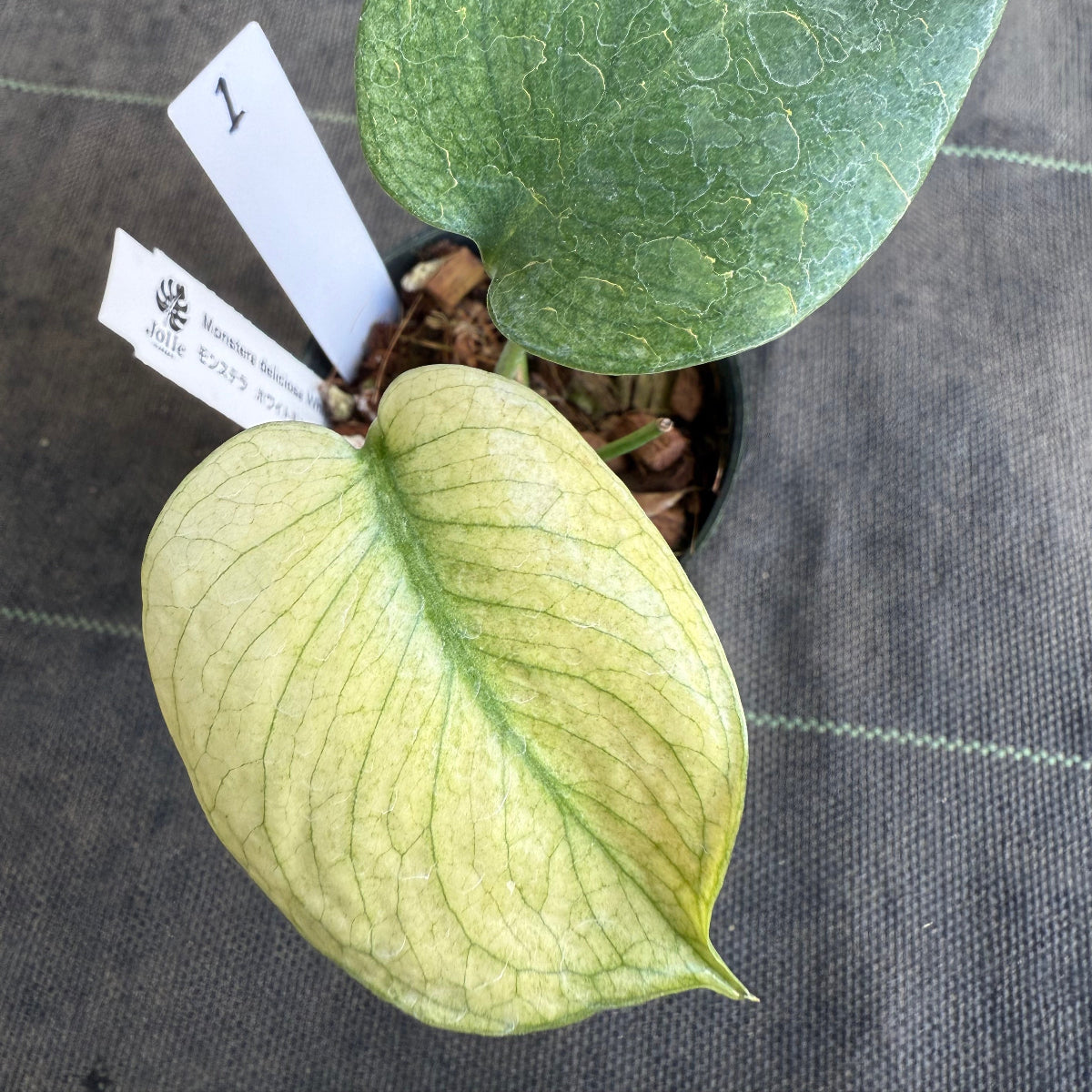 スペシャルセール【選抜】モンステラ　デリシオーサ 'ホワイトモンスター' 3.5号