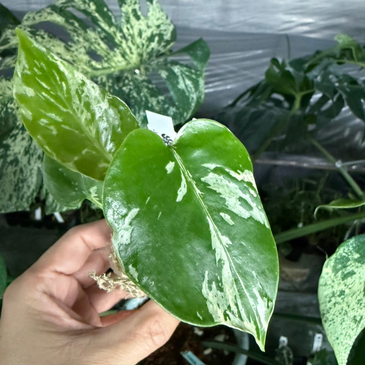 【選抜/コレクション】モンステラ・デリシオーサ 'ベトシオーサ'2号サイズ