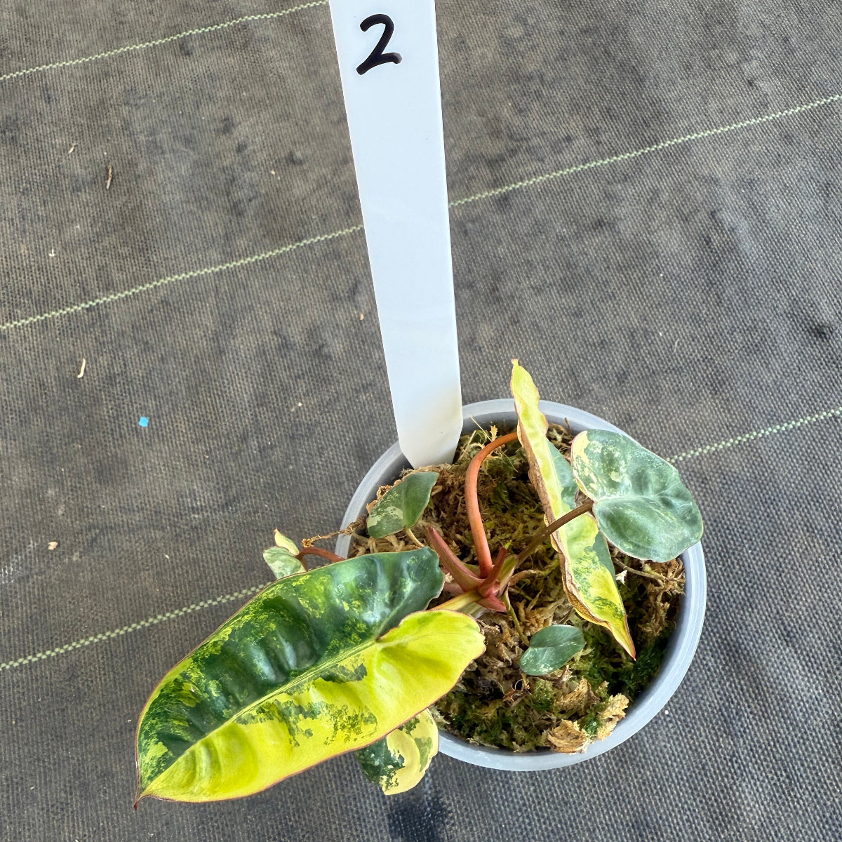 【再入荷】フィロデンドロン・ビレッティア 斑入り 3.5号サイズ