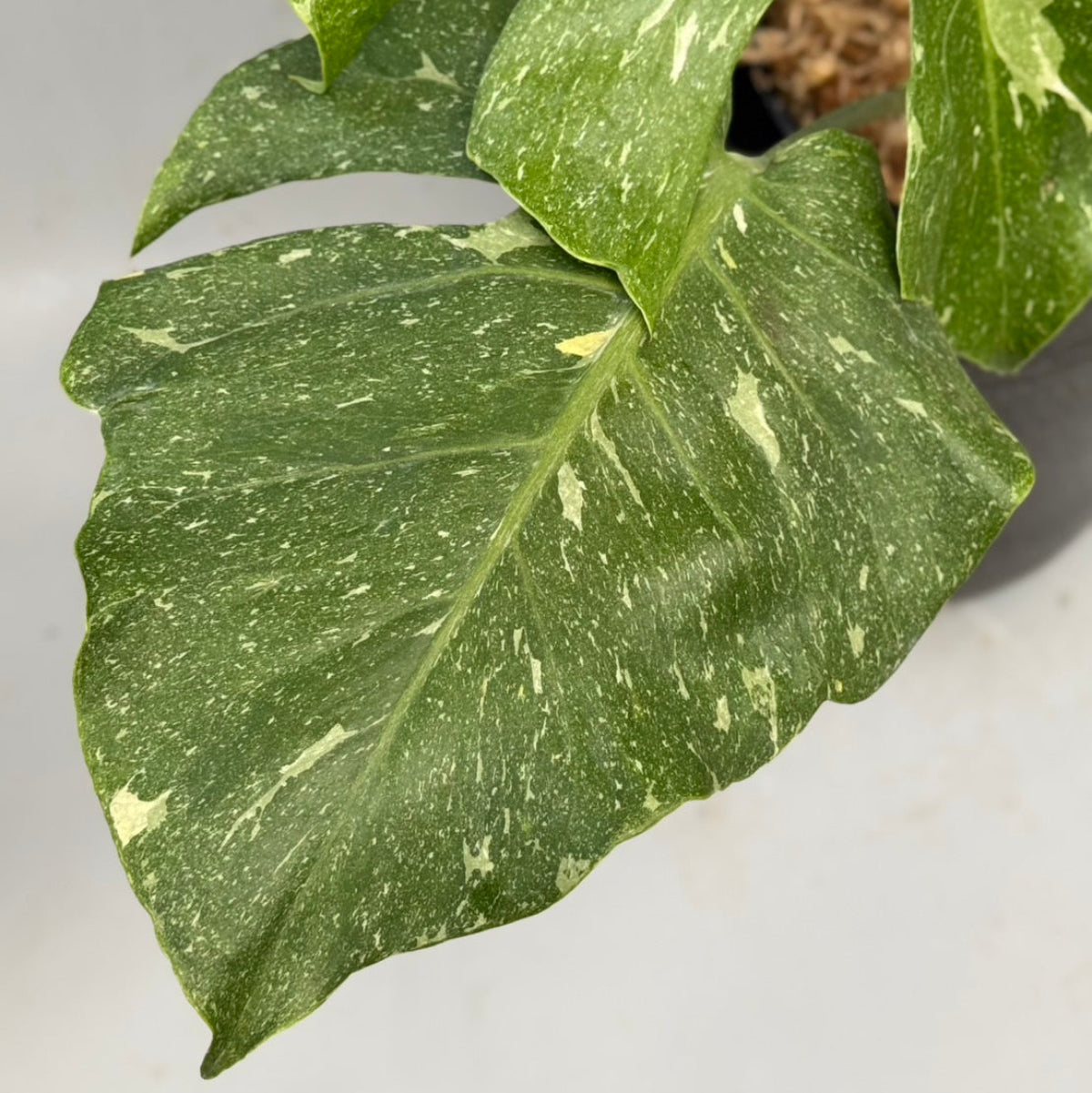 SALE!!! – RARE PLANTS JAPAN (レアプランツジャパン)
