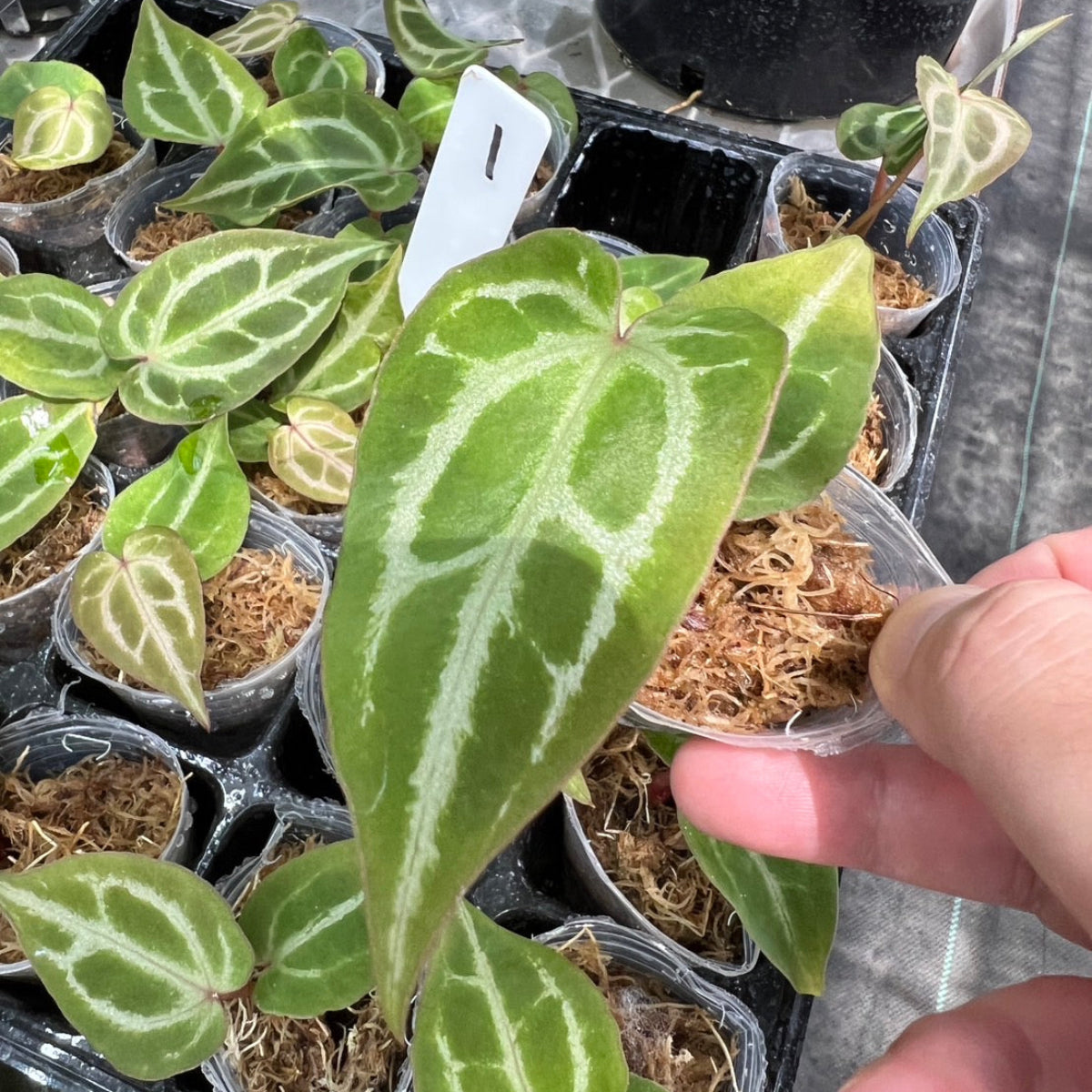 アンスリウム Anthurium ‘Crystal Indo’ × ‘Red Crystal Tezula’
