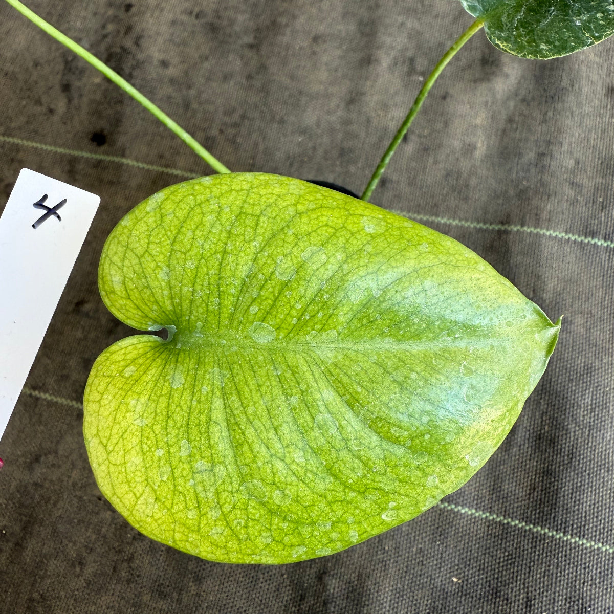 スペシャルセール【選抜】モンステラ　デリシオーサ 'ホワイトモンスター' 3.5号