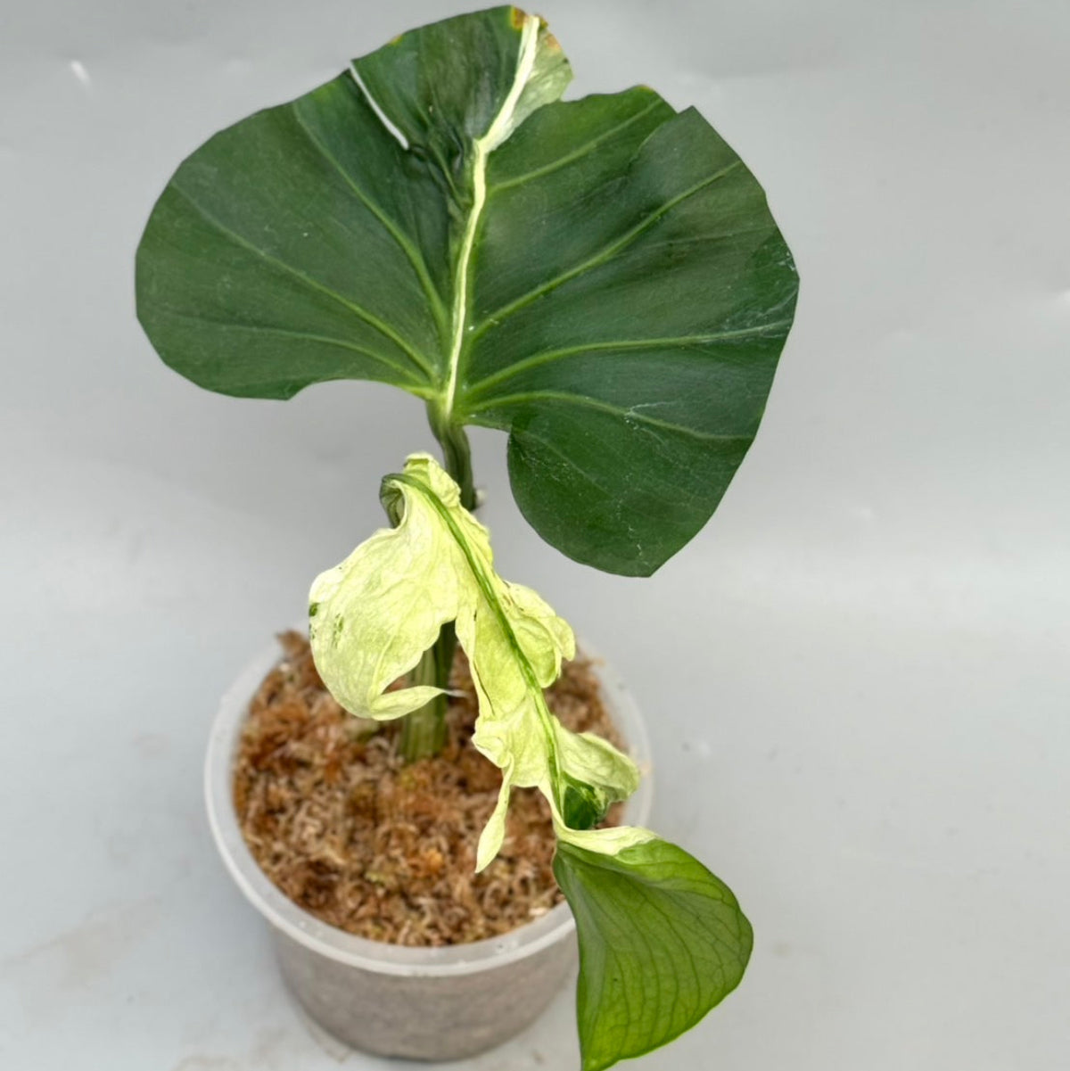 観葉植物 – RARE PLANTS JAPAN (レアプランツジャパン)