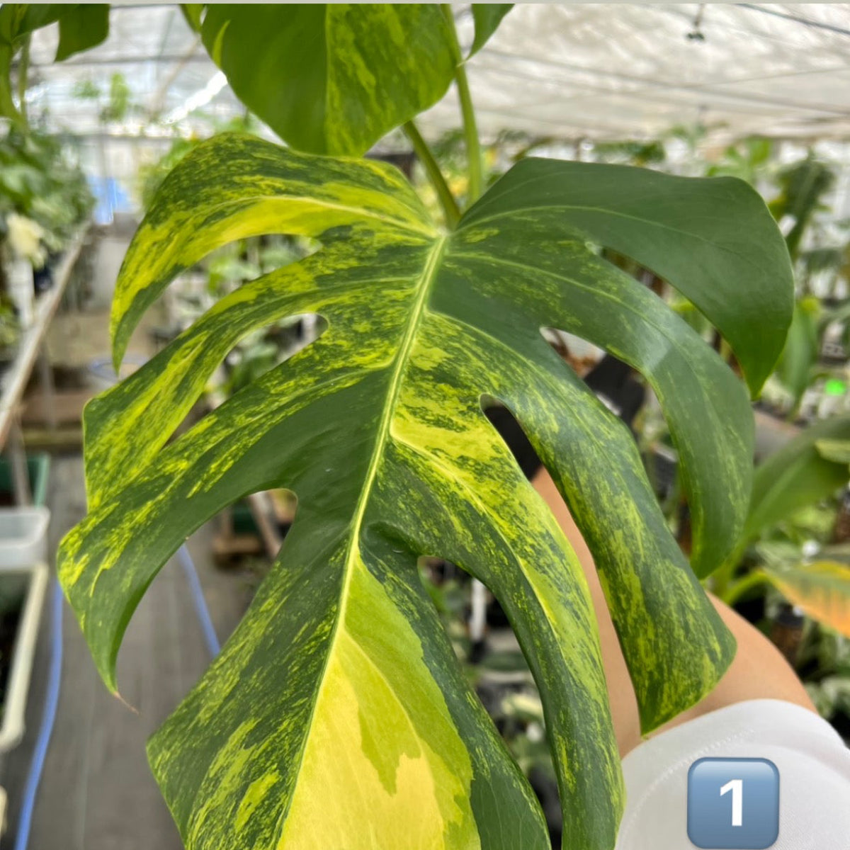 選抜】モンステラ・デリシオーサ var. ボルシギア 'オーレア