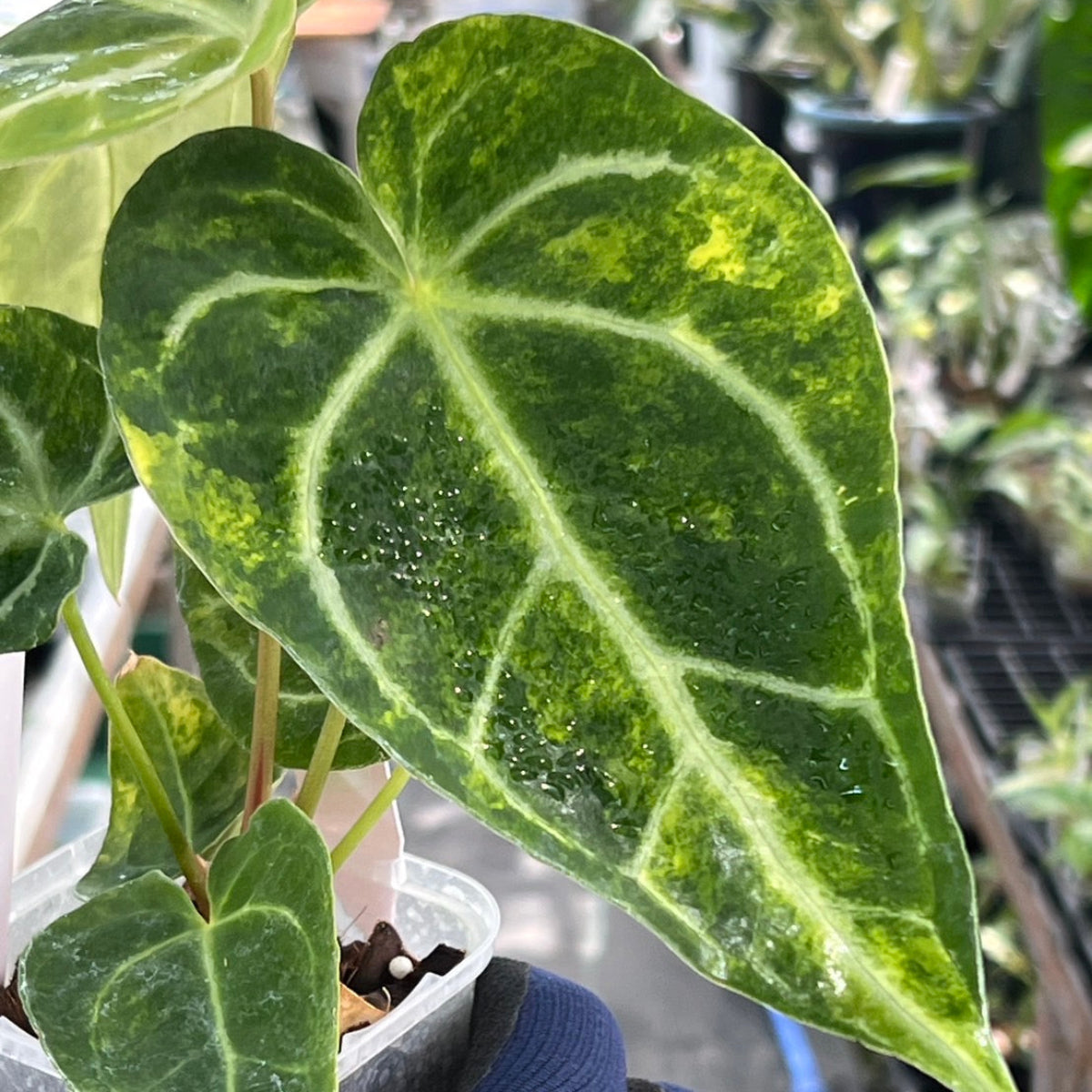 レア　アンスリウム　ミシェル アンスリウム・ミシェル（Anthurium 'Michelle'） _250511B_6/8写