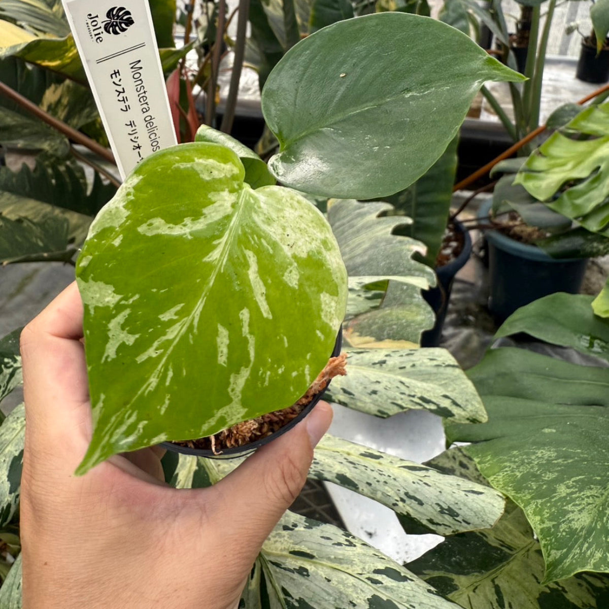 コレクション】モンステラ・デリシオーサ 'ベトシオーサ' TC苗順