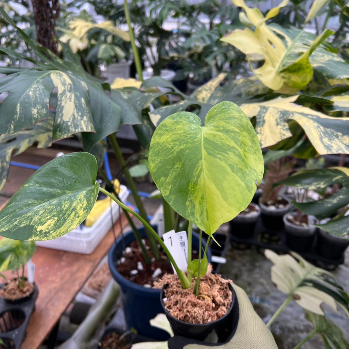 モンステラ・デリシオーサ 'イエローマリリン' 3号 TC株 順化済み
