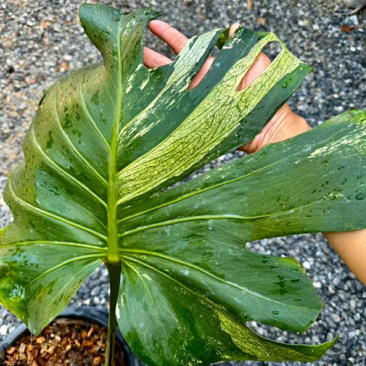 【Live販売】 28番　モンステラ・デリシオーサ　seed『001』