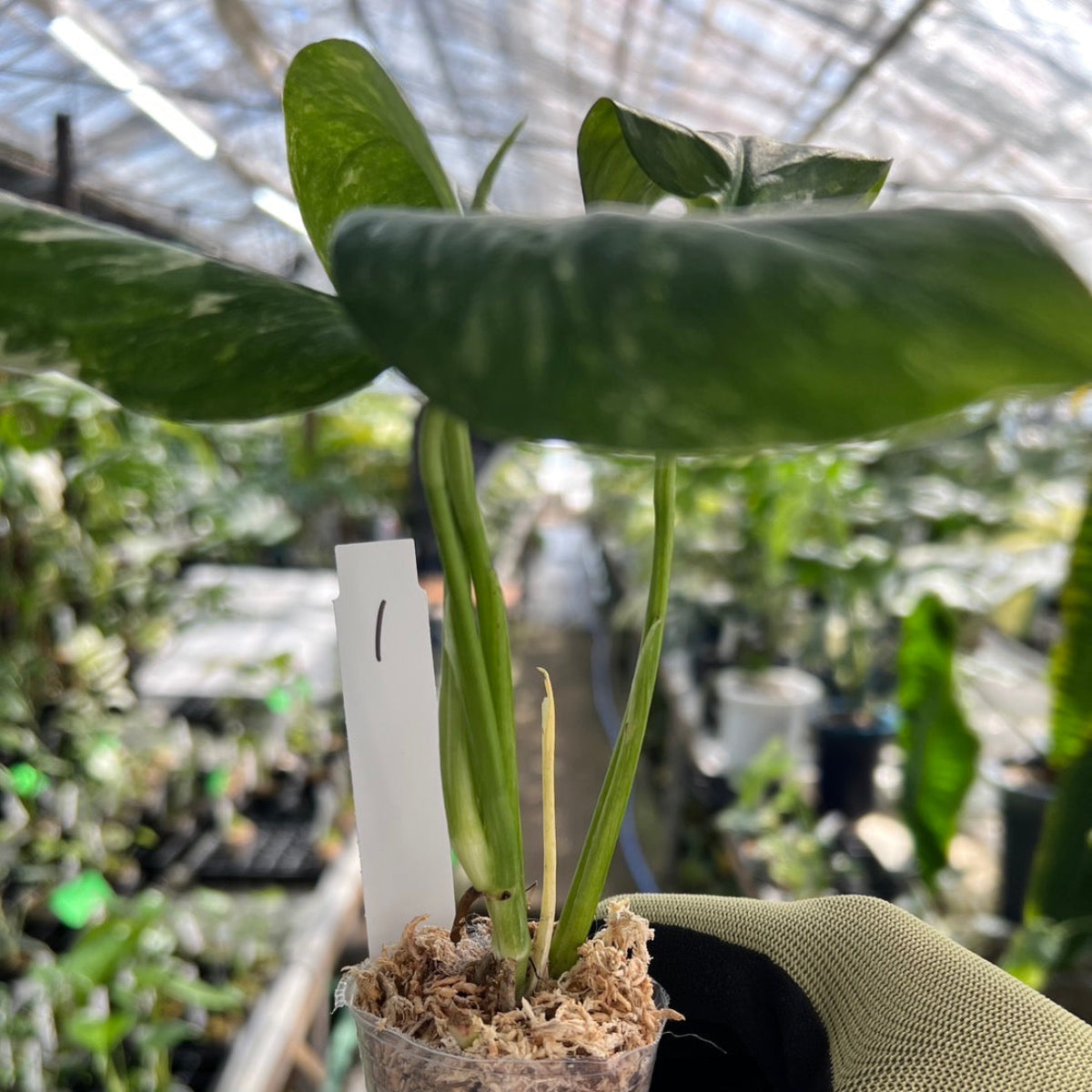 モンステラ・レクレリアナ バリエガータ 斑入り 2号