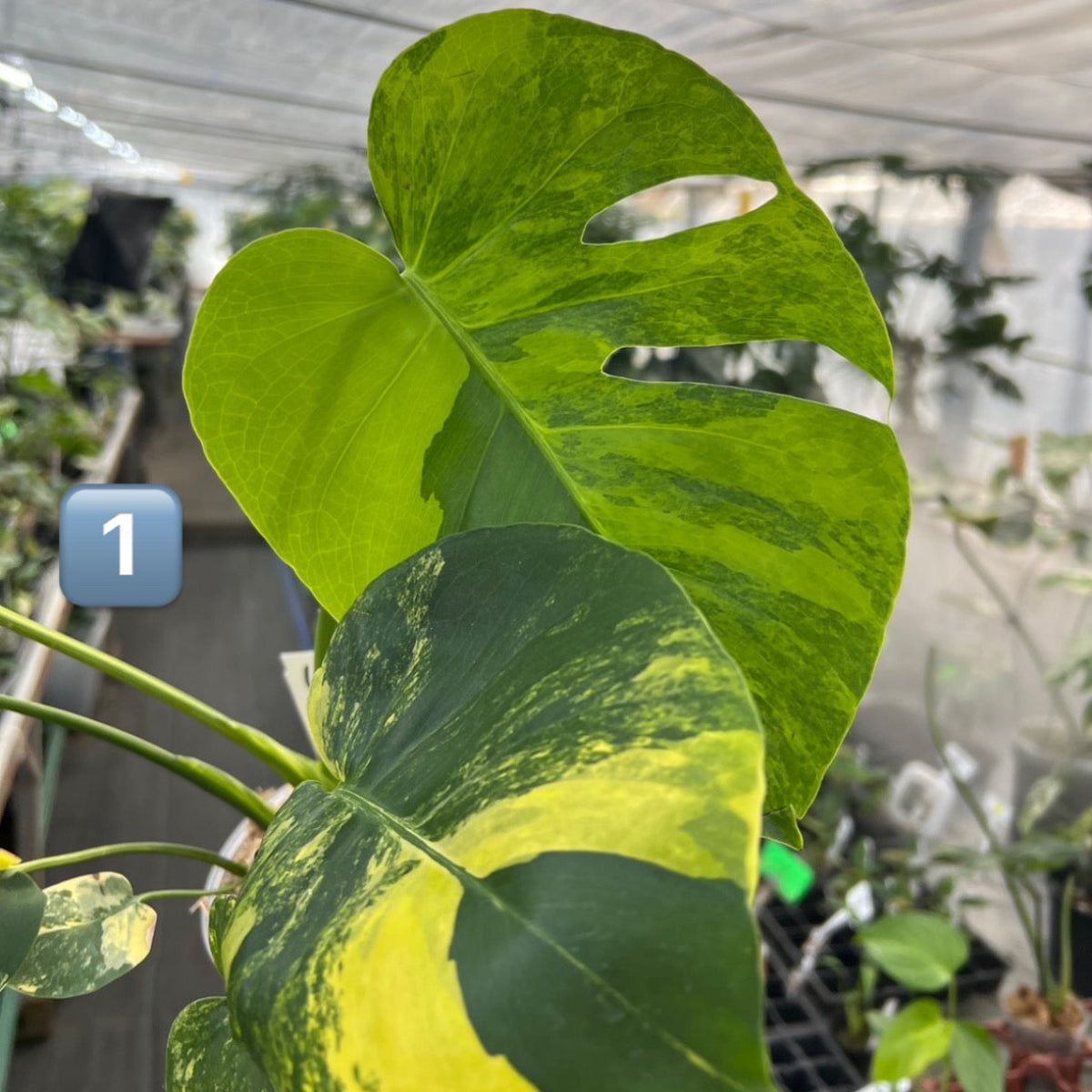 モンステラ Monstera – RARE PLANTS JAPAN (レアプランツジャパン)