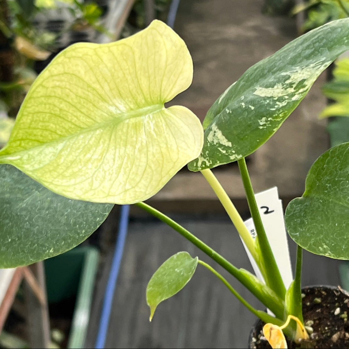 クリスマスセール【選抜】モンステラ　デリシオーサ 'ホワイトモンスター' 3号