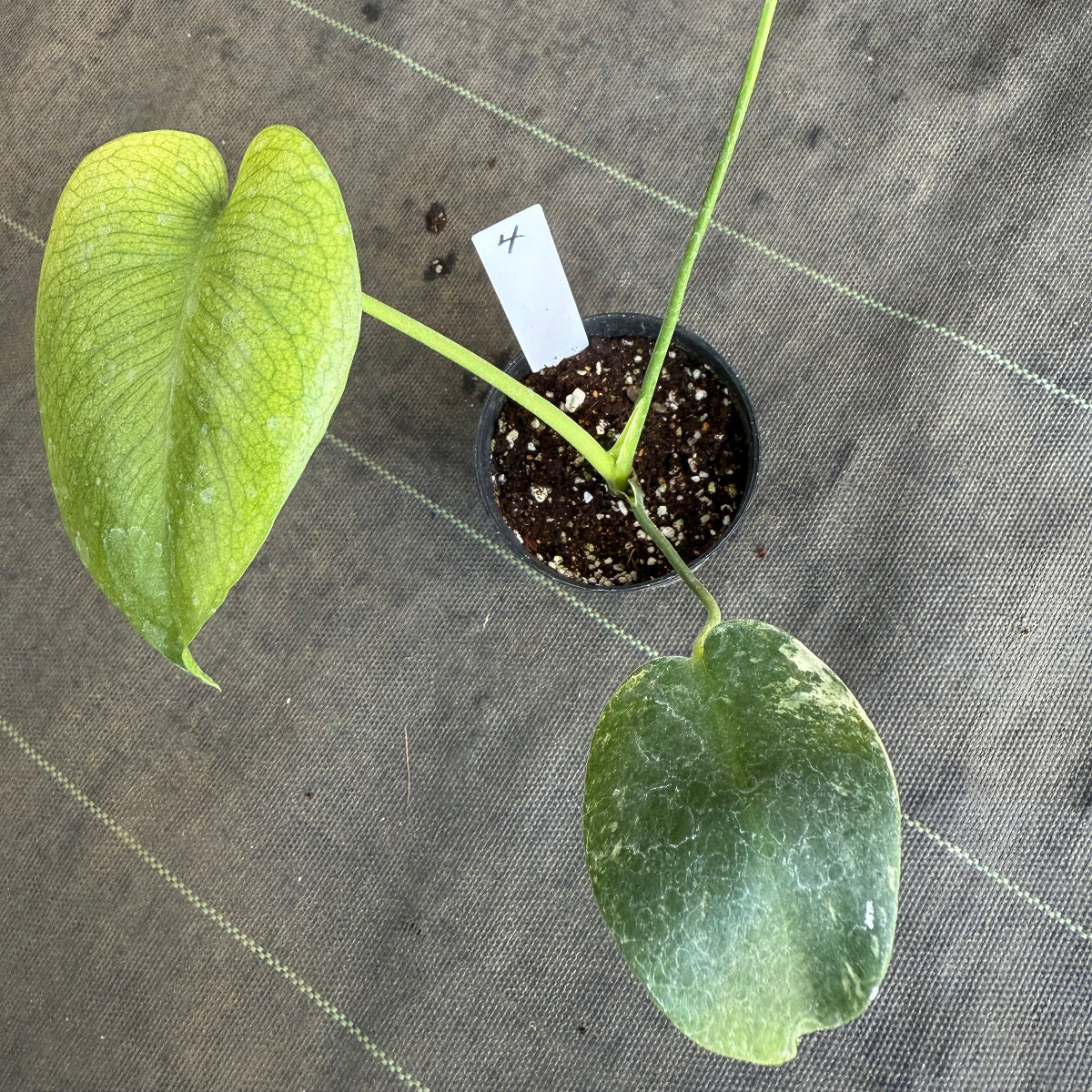 スペシャルセール【選抜】モンステラ　デリシオーサ 'ホワイトモンスター' 3.5号