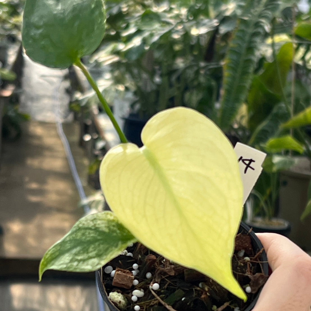 50%OFF【選抜】モンステラ　デリシオーサ 'ホワイトモンスター'